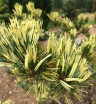 pinus_parviflora_fukai_variegated_japanese_white_pine_-_mr_maple_buy_japanese_maple_trees-2116172_1504x2016-e1731609993817 (1)